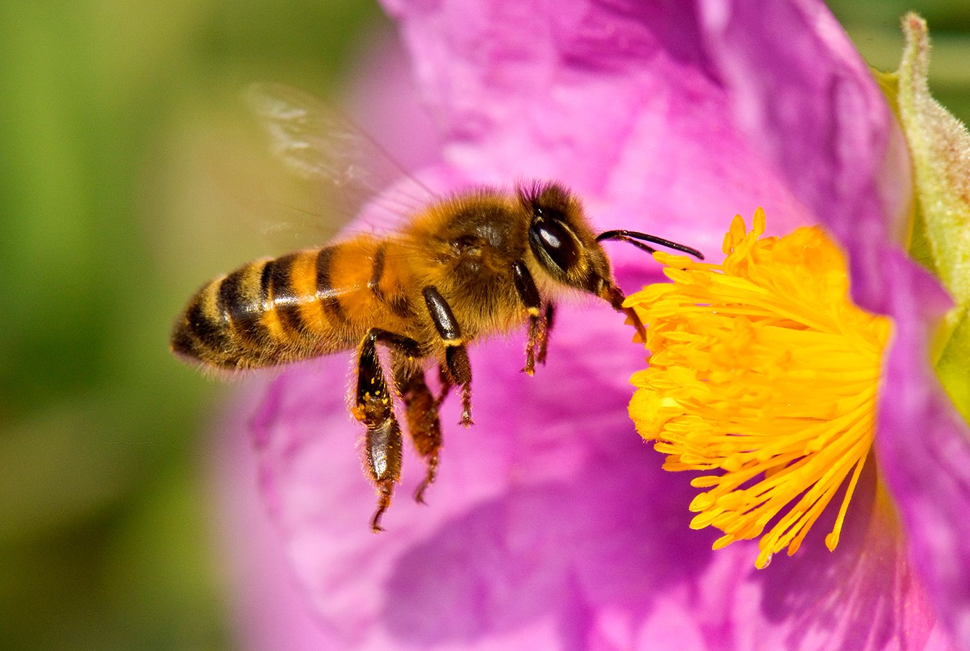 Fotograf&iacute;a de abeja recogiendo polem